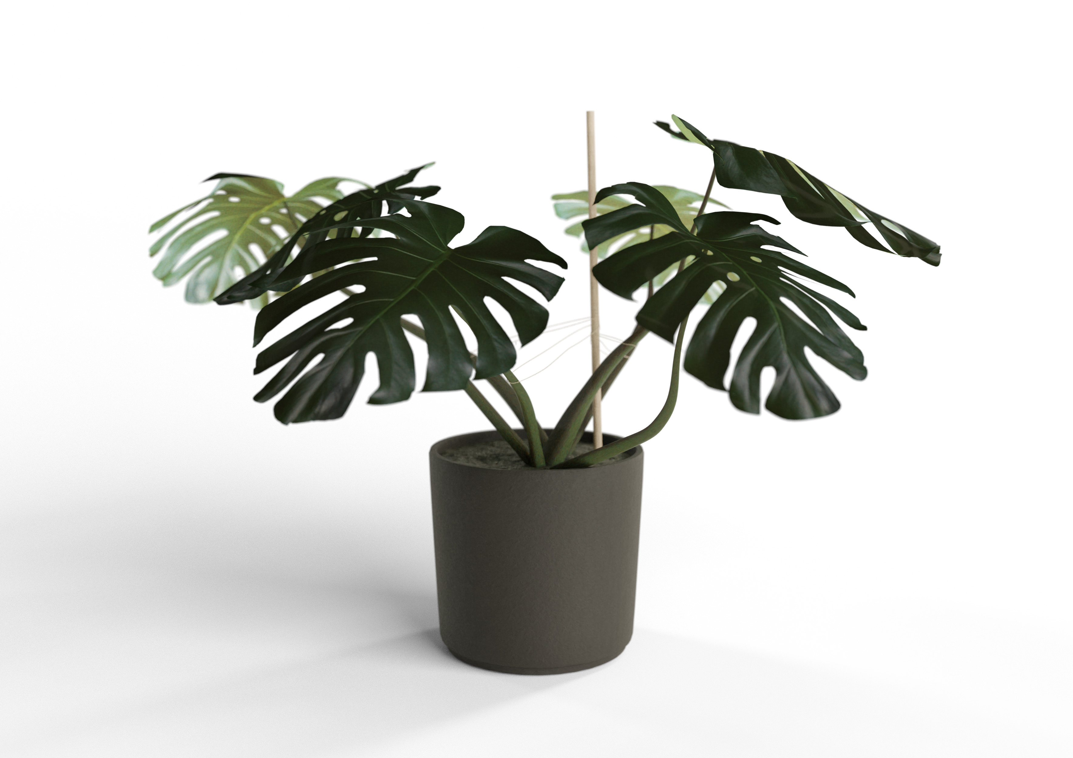 Monstera Plant preview image 1